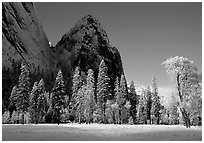 Trees in El Capitan Meadows and Cathedral rocks with fresh snow, early morning. Yosemite National Park, California, USA. (black and white)