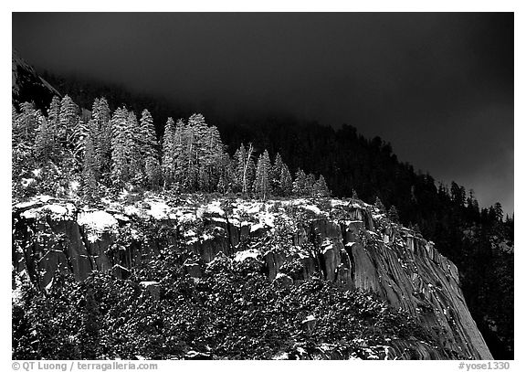 Pine trees on Valley rim, winter. Yosemite National Park, California, USA.