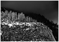 Pine trees on Valley rim, winter. Yosemite National Park, California, USA. (black and white)