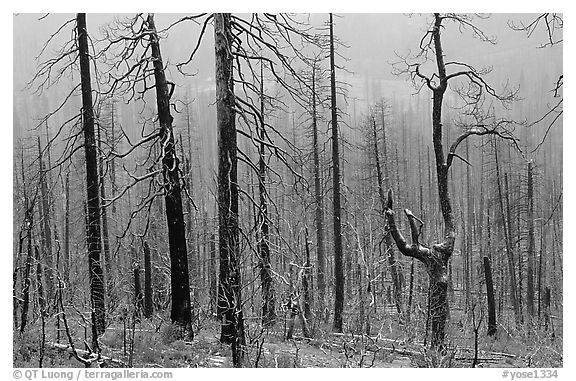 Burned forest in winter along  Big Oak Flat Road. Yosemite National Park, California, USA.