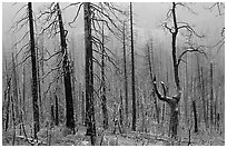 Burned forest in winter along  Big Oak Flat Road. Yosemite National Park ( black and white)