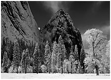 Frozen trees and Cathedral Rocks, early morning. Yosemite National Park, California, USA. (black and white)