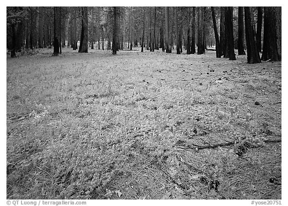 Lupine on floor of burned forest. Yosemite National Park (black and white)