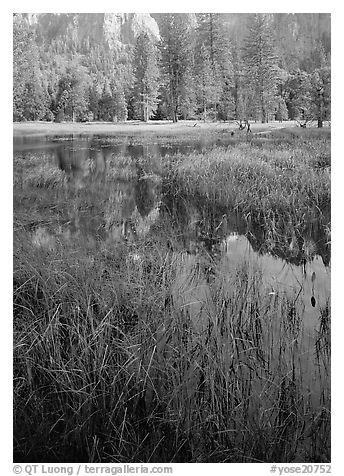 Seasonal pond in spring meadow. Yosemite National Park, California, USA.