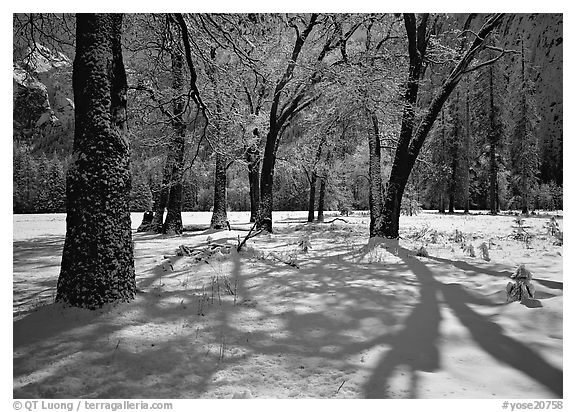 Black Oaks and shadows in El Capitan Meadow in winter. Yosemite National Park, California, USA.