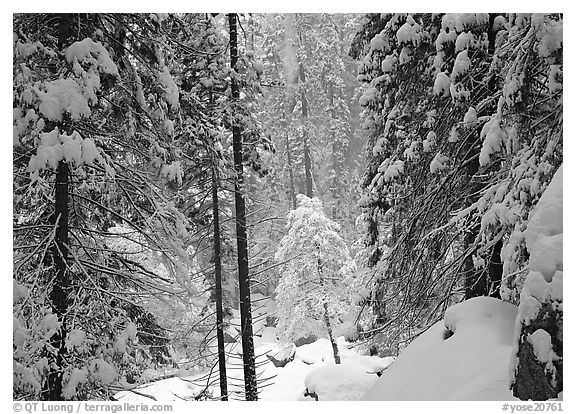 Snowy trees in winter. Yosemite National Park (black and white)