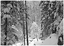 Snowy trees in winter. Yosemite National Park ( black and white)