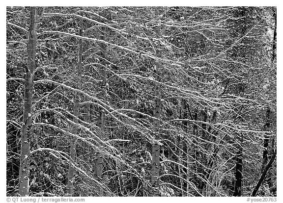 Snow-covered trees with diagonal branch pattern. Yosemite National Park, California, USA.