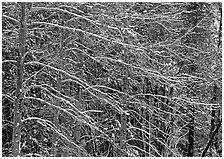 Snow-covered trees with diagonal branch pattern. Yosemite National Park, California, USA. (black and white)