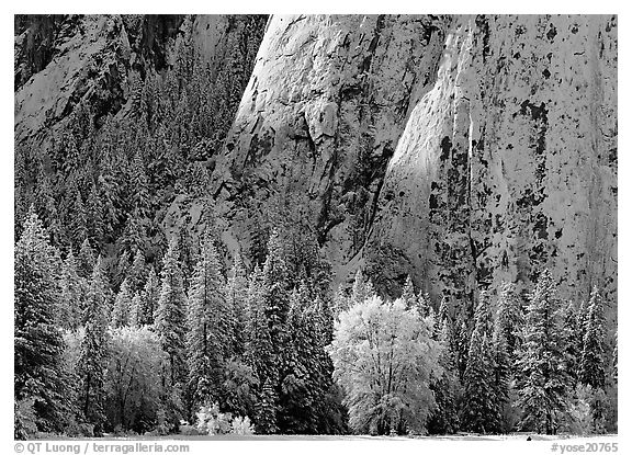 Trees and cliff with fresh snow, Cathedral Rocks. Yosemite National Park (black and white)