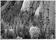 Trees and cliff with fresh snow, Cathedral Rocks. Yosemite National Park, California, USA. (black and white)