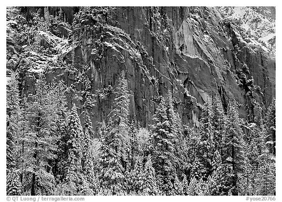 Dark rock wall and snowy trees. Yosemite National Park, California, USA.