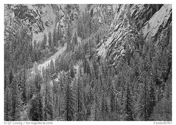 Dry Evergreens and snowy cliff. Yosemite National Park, California, USA.