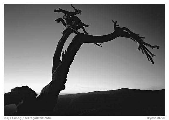 Dead Jeffrey Pine on Sentinel Dome, sunset. Yosemite National Park, California, USA.