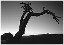 Dead Jeffrey Pine on Sentinel Dome, sunset. Yosemite National Park, California, USA. (black and white)