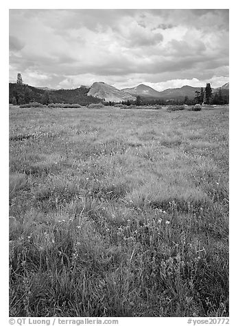 Indian Paint Brush and Lambert Dome, Tuolumne Meadows. Yosemite National Park (black and white)