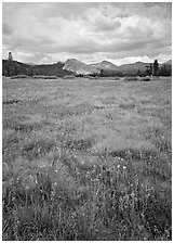 Indian Paint Brush and Lambert Dome, Tuolumne Meadows. Yosemite National Park ( black and white)