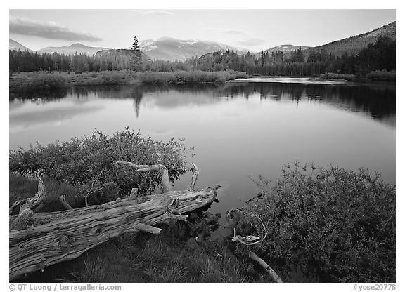 Fallen log and pond, Tuolumne Meadows, sunset. Yosemite National Park, California, USA.