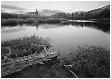 Fallen log and pond, Tuolumne Meadows, sunset. Yosemite National Park, California, USA. (black and white)