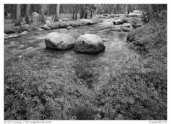 Lupine, boulders,  Tuolumne River in forest. Yosemite National Park (black and white)