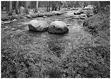Lupine, boulders, Tuolumne River in forest. Yosemite National Park, California, USA. (black and white)