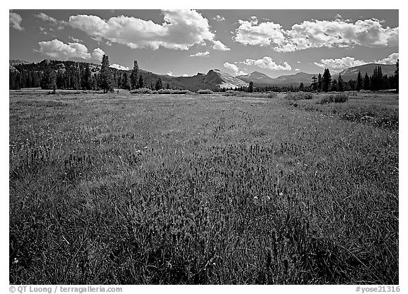 Summer wildflowers and Lembert Dome, Tuolumne Meadows. Yosemite National Park (black and white)