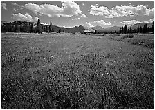 Summer wildflowers and Lembert Dome, Tuolumne Meadows. Yosemite National Park, California, USA. (black and white)