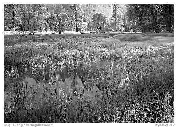 Flooded Meadow below Cathedral Rock in spring. Yosemite National Park (black and white)