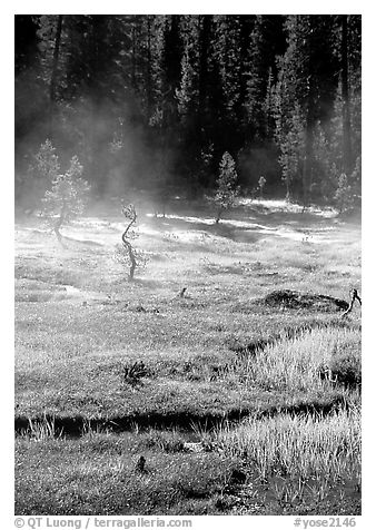 Mist raises from Tuolumne Meadows on a autumn morning. Yosemite National Park (black and white)