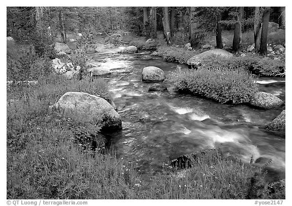 Stream and wildflowers, Tuolunme Meadows. Yosemite National Park (black and white)