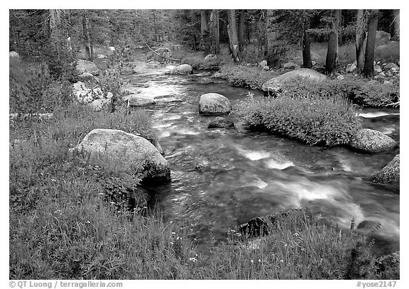 Stream and wildflowers, Tuolunme Meadows. Yosemite National Park, California, USA.