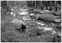Stream and wildflowers, Tuolunme Meadows. Yosemite National Park, California, USA. (black and white)