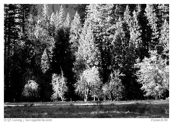 Meadow near Happy isles in spring. Yosemite National Park (black and white)