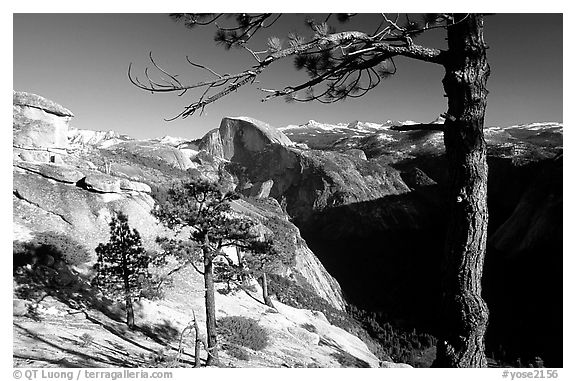 Half-Dome framed by pine trees from valley rim, late afternoon. Yosemite National Park, California, USA.