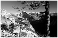 Half-Dome framed by pine trees from valley rim, late afternoon. Yosemite National Park, California, USA. (black and white)