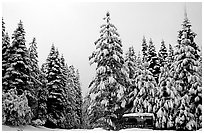 Park entrance in winter. Yosemite National Park ( black and white)