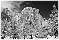 Snow-covered trees and West face of El Capitan. Yosemite National Park, California, USA. (black and white)