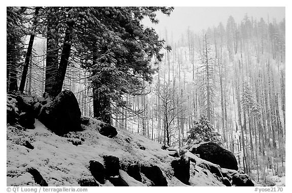 Forest with snow and fog, Wawona road. Yosemite National Park, California, USA.