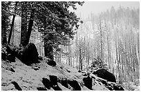 Forest with snow and fog, Wawona road. Yosemite National Park, California, USA. (black and white)