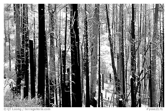 Burned forest in winter, Wawona road. Yosemite National Park, California, USA.