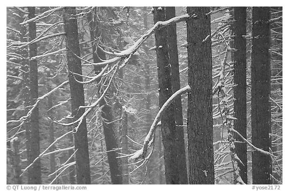 Lodgepole pine trees in winter, Badger Pass. Yosemite National Park (black and white)