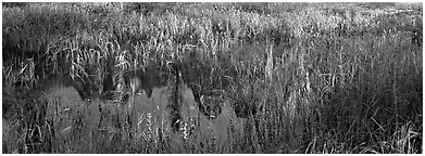 Yosemite Valley with fog. Yosemite National Park (Panoramic black and white)