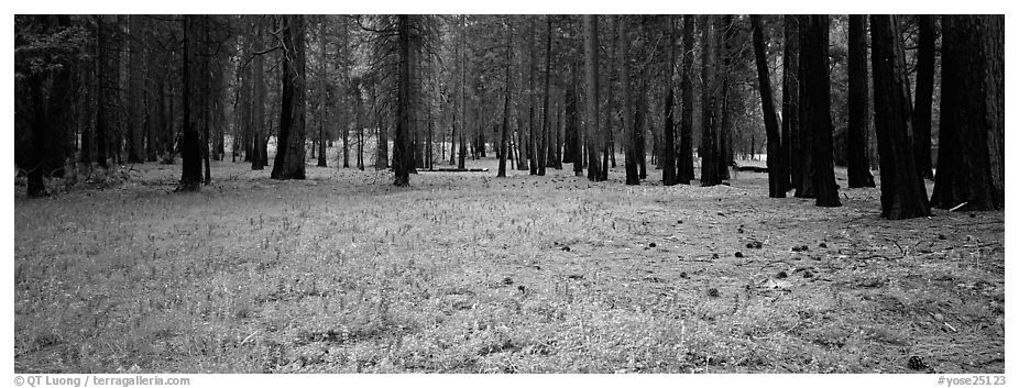 Lupine and burned forest. Yosemite National Park (black and white)