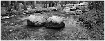 Two boulders in stream with lupine. Yosemite National Park (Panoramic black and white)