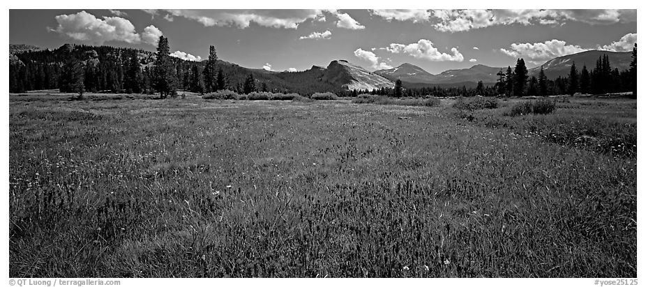 Tuolume Meadows in summer with indian paintbrush. Yosemite National Park (black and white)