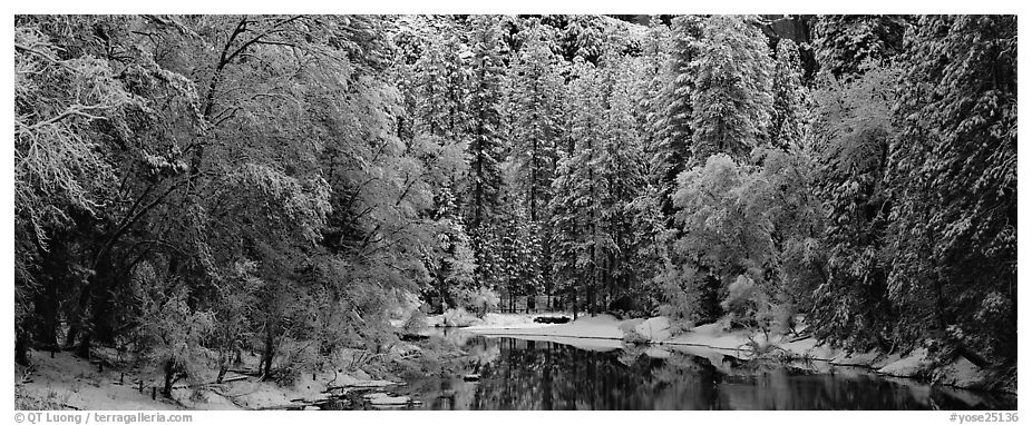 Wintry forest and reflections. Yosemite National Park (black and white)