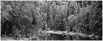 Wintry forest and reflections. Yosemite National Park (Panoramic black and white)