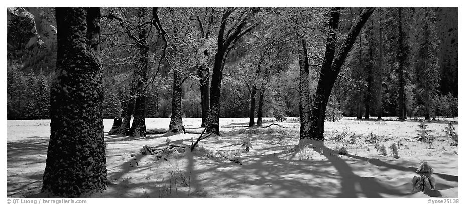 Panoramic Black and White Picture/Photo: Oak Trees and snow, El Capitan ...