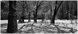 Oak Trees and snow, El Capitan Meadow. Yosemite National Park (Panoramic black and white)