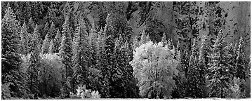 Snowy trees at the base of cliff. Yosemite National Park (Panoramic black and white)